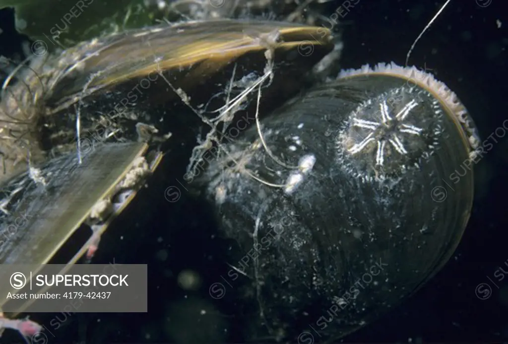 Close-up of Blue Mussel (Mytilus edulis) shows byssal threads and attached to Sea Chiton (Chaetopleura apiculata)