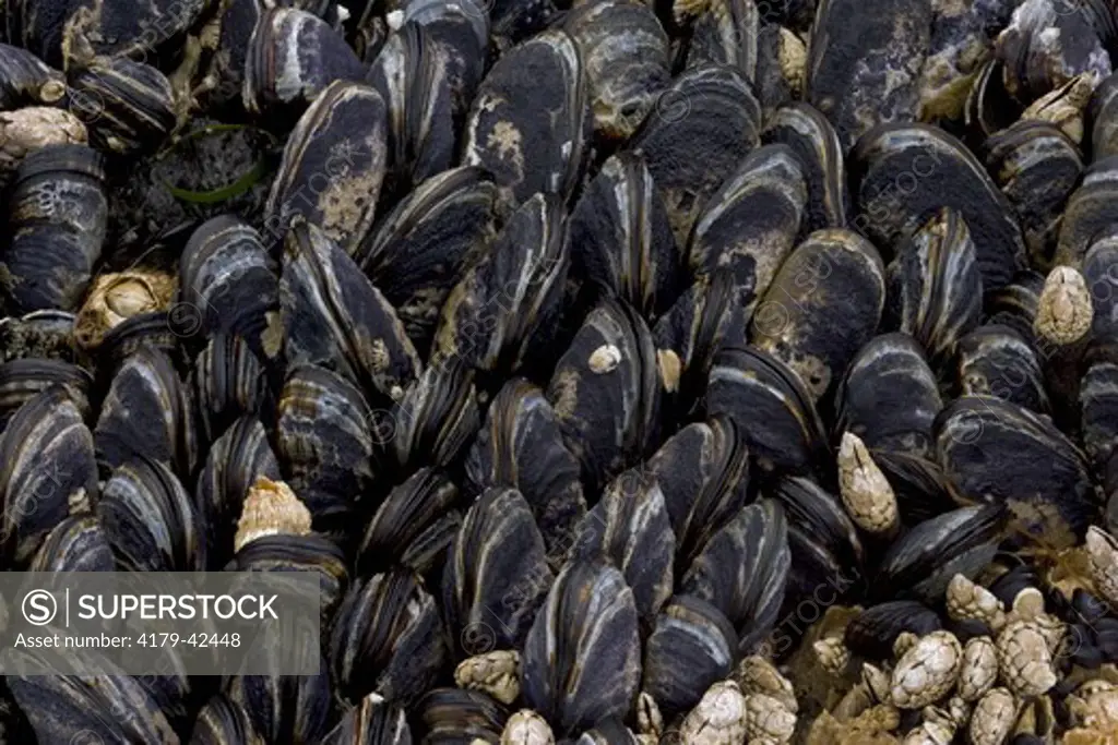 California Mussels (Mytilus californianus) in intertidal; Cape Perpetua, Oregon