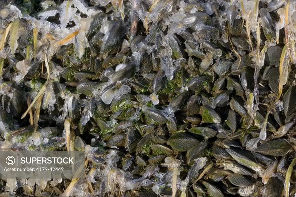 Ribbed Mussels (Geukensia demissa) winter in salt marsh; NJ, Delaware Bay