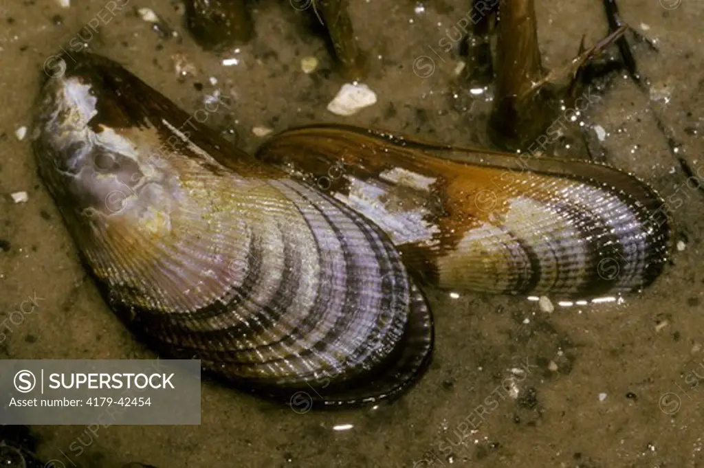 Ribbed Mussels in saltmarsh (Geukrnsia demissus) Coastal Georgia