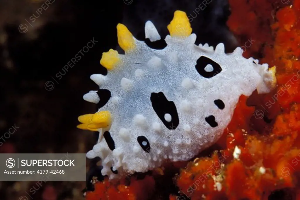 A Baba's Phyllidia Nudibranch (Phyllidia babai) Lembeh Strait Indonesia.