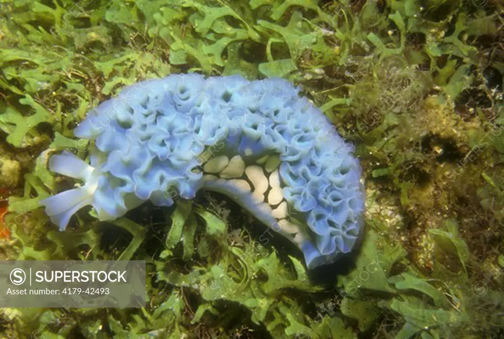 Lettuce Slug, Nudibranch Bonaire Netherlands Antilles