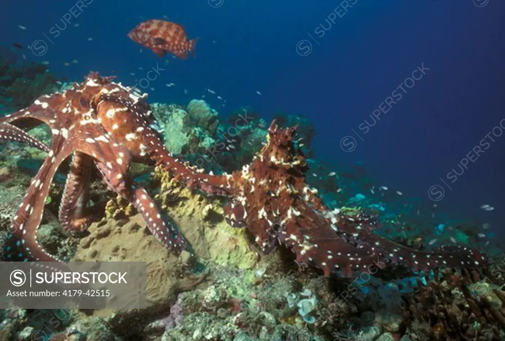 Common Reef Octopus interact (Octopus cyanea) Papua - New Guinea