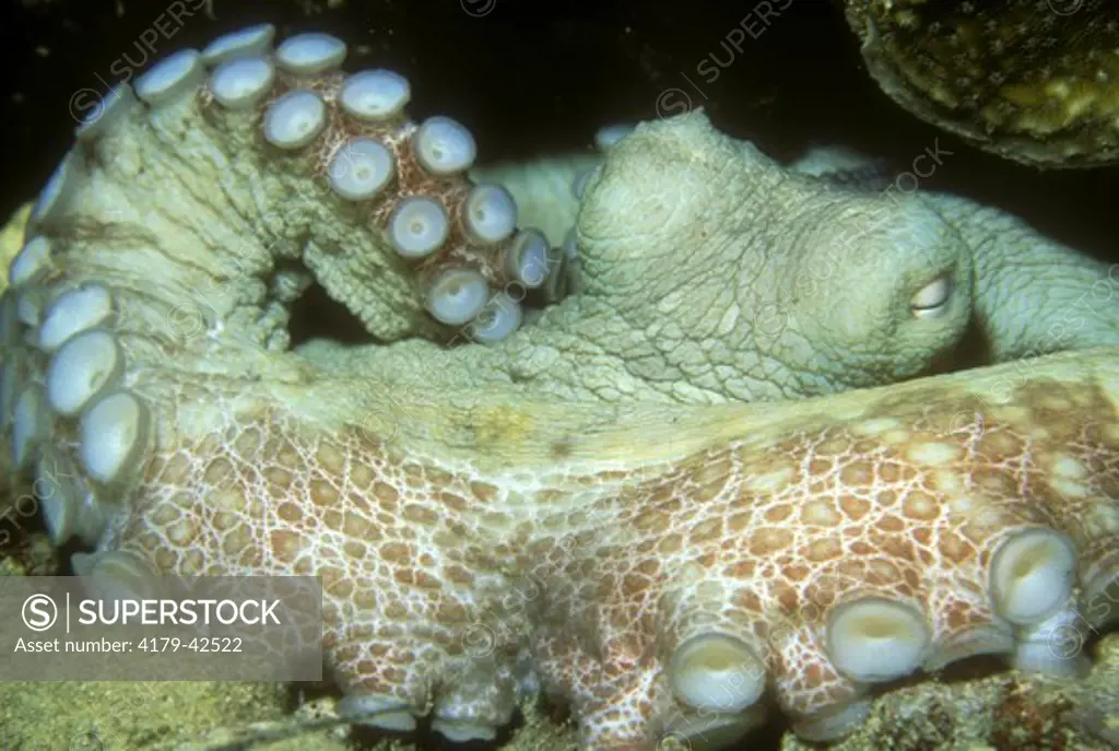 Octopus (Octopus briareus) Showing Suction Cup Caribbean