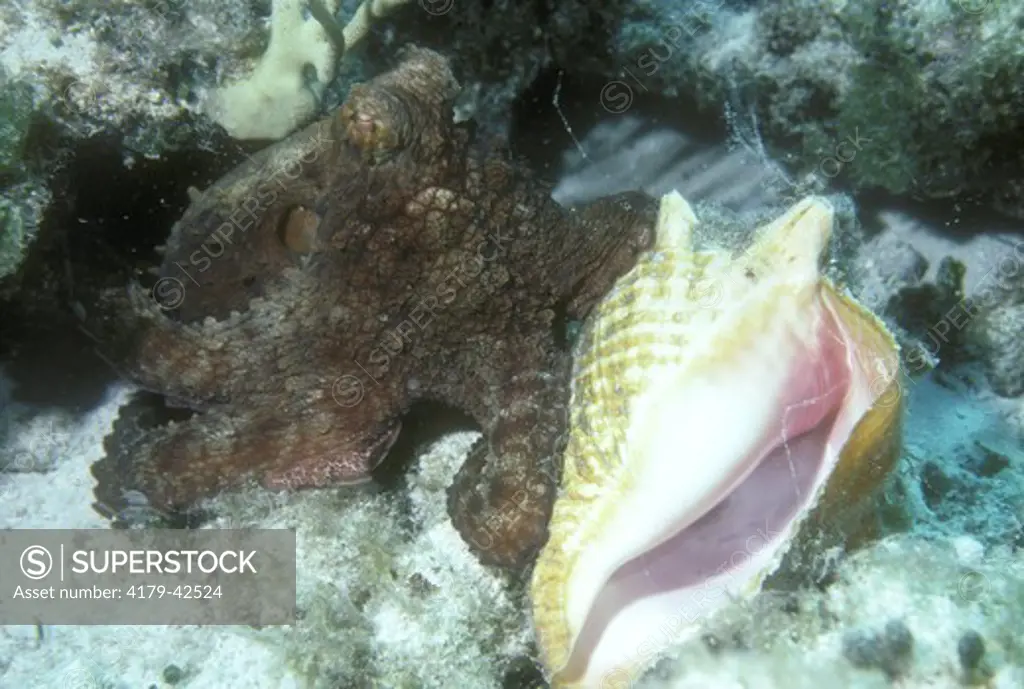 Octopus feeding on Shell (Octopus briareues), Caribbean