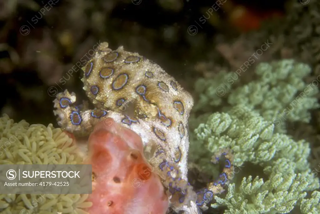 Blue-ringed Octopus (Hapalochlaena lunulata), Indo-Pacific