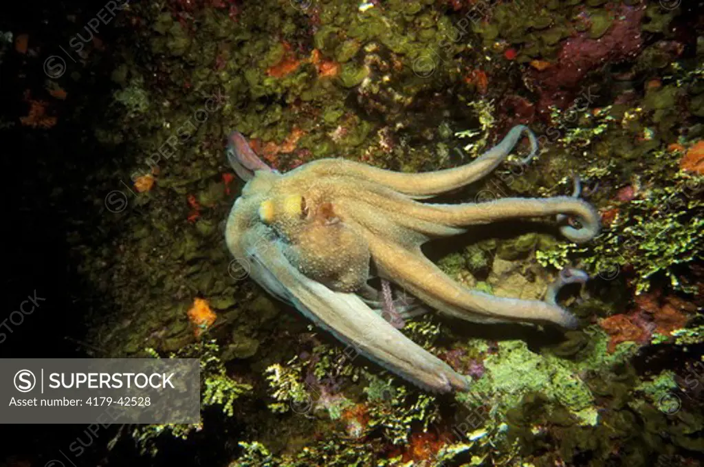 Reef Octopus (Octopus briareus) Roatan Honduras