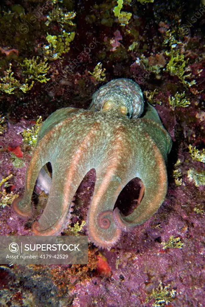 Caribbean Reef Octopus (Octopus briareus) Roatan, Honduras