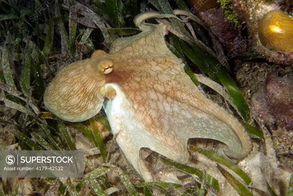 Common Atlantic Octopus (Octopus vulgaris) Roatan, Honduras