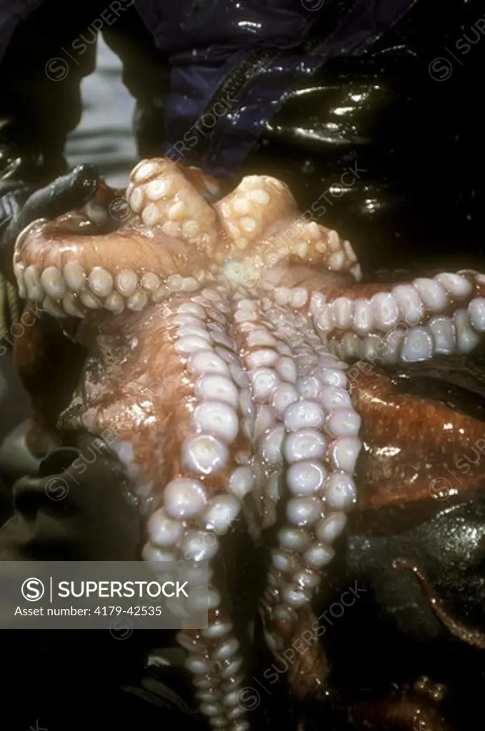 Giant Pacific Octopus (Octopus dolfeini) found in Canada
