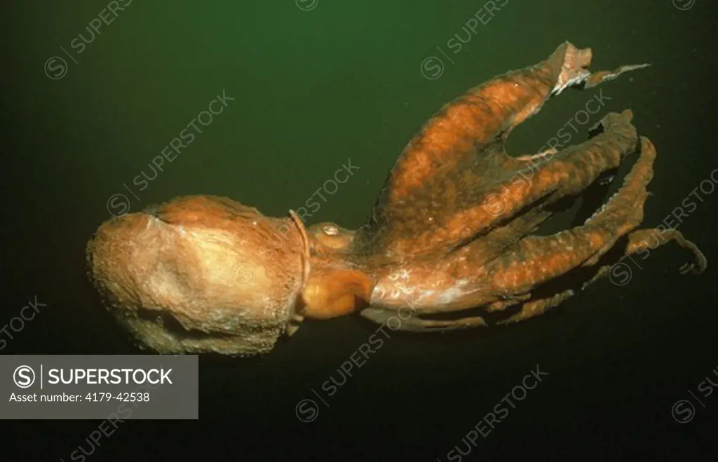 Giant Pacific Octopus adrift  in Pacific Ocean (Octopus dofleini)
