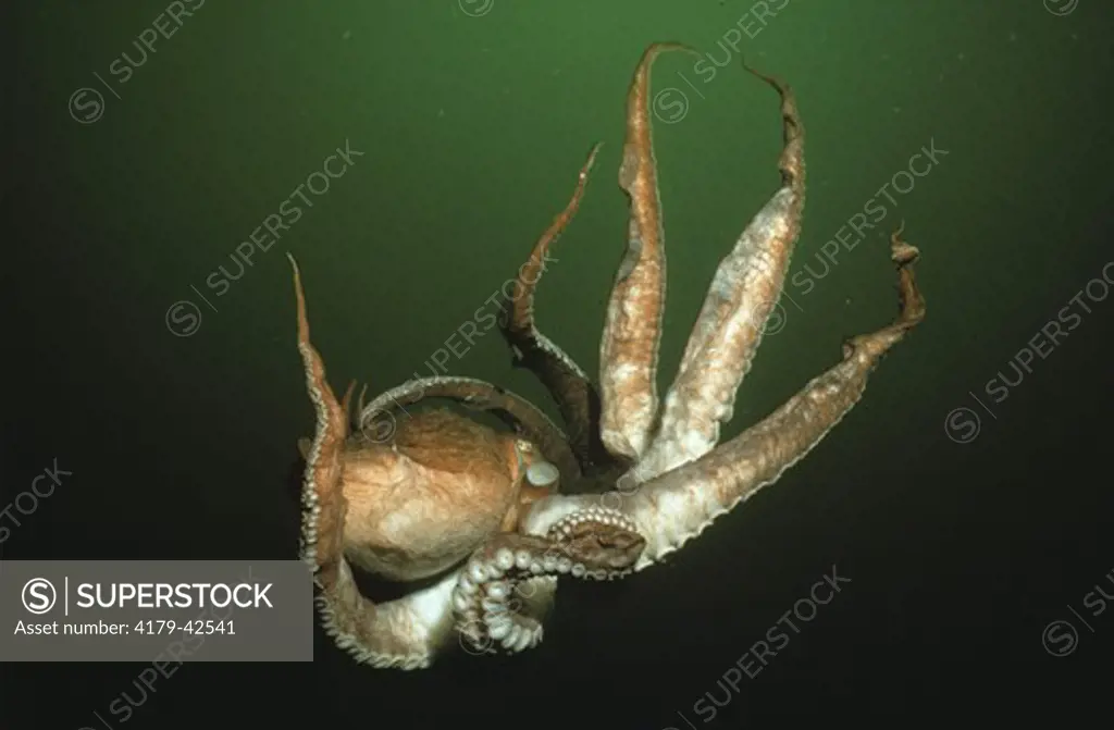 Giant Pacific Octopus glides (Octopus dolfeini) in Pacific Northwest Ocean