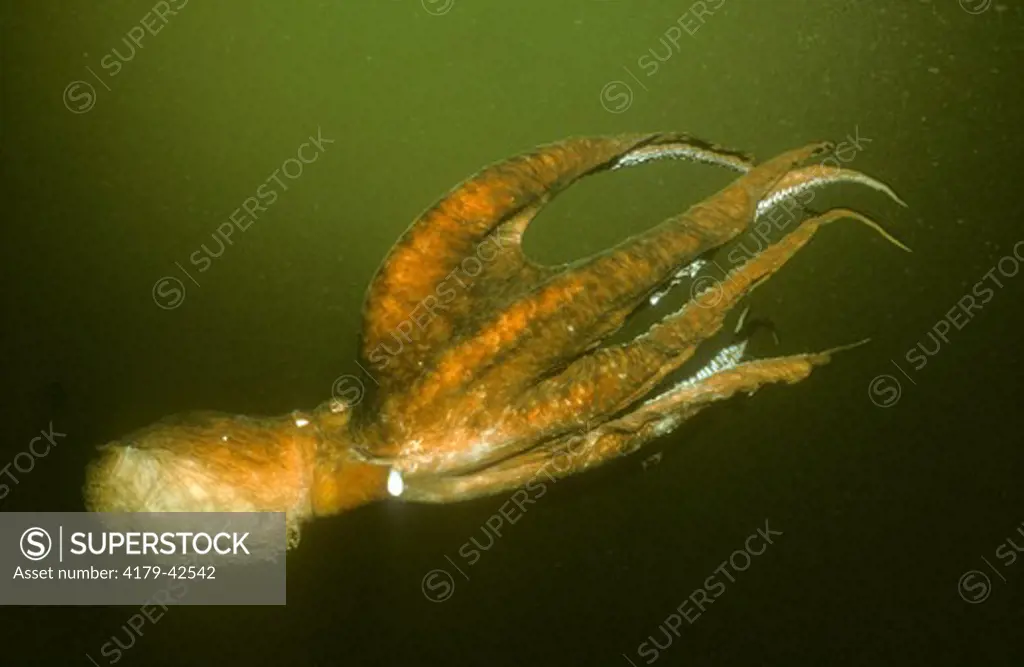 Giant Pacific Octopus adrift (Octopus dolfeini) in Pacific Ocean