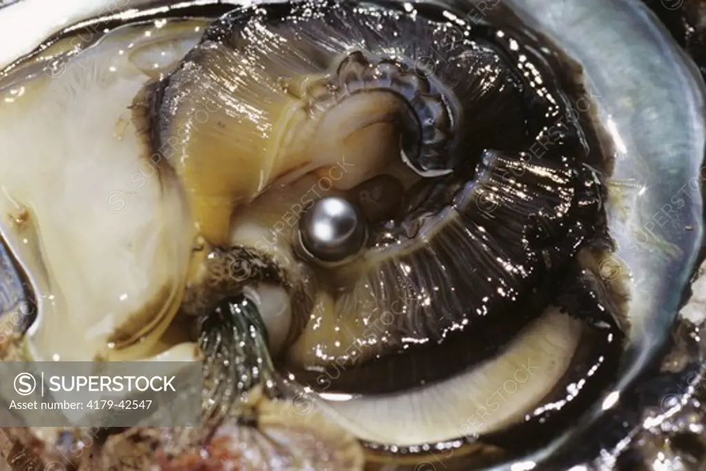 Pearl Oysters: Black Pearl,  Manihi, Tuamotu, Fr. Polynesia