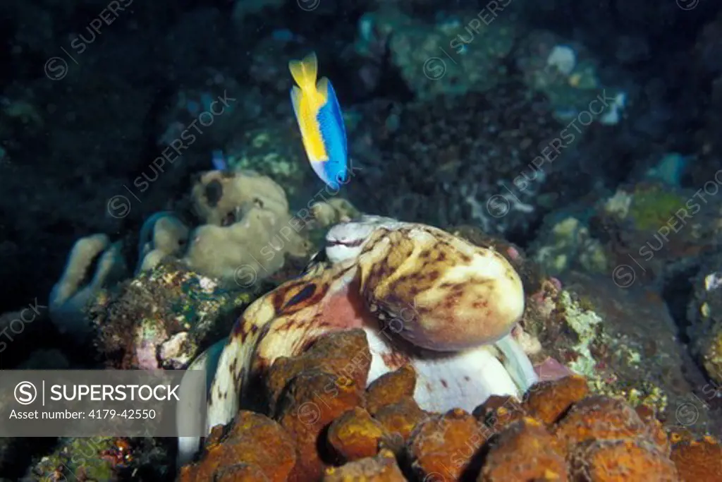 Indo-Pacific Day Octopus (Octopus cyanea) hunting and being harassed by a Goldbelly Damsel (Pomacentrus auriventris) whose territory it has entered  Bali Indonesia.