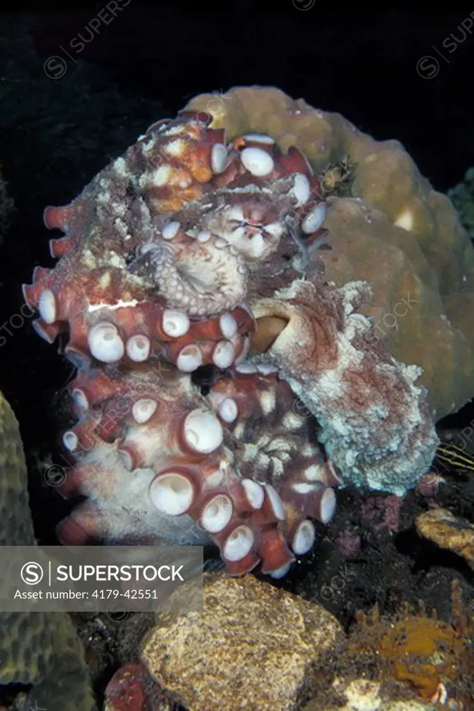 An Indo-Pacific Day Octopus (Octopus cyanea) Bali Indonesia.