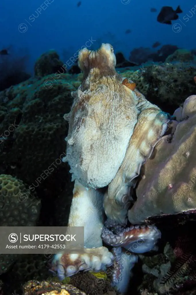 An Indo-Pacific Day Octopus (Octopus cyanea) Seq #1/2 showing change in coloration  Bali Indonesia.