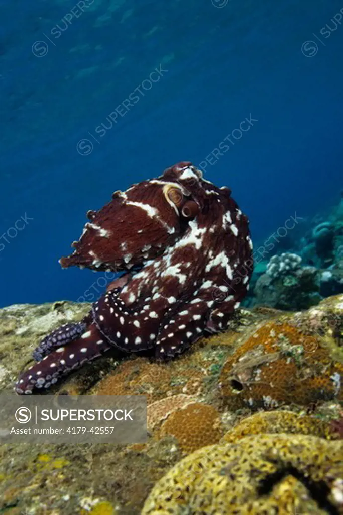 An Indo-Pacific Day Octopus (Octopus cyanea) exibiting sexual coloration  Bali Indonesia.