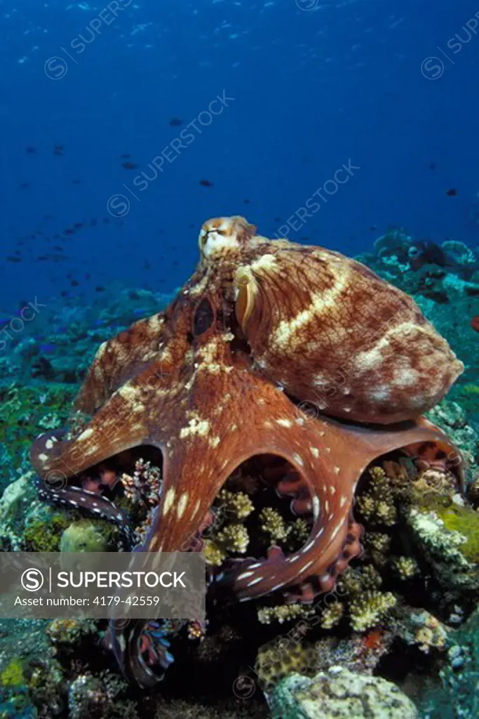 An Indo-Pacific Day Octopus (Octopus cyanea) hunting with the webbing spread over a Hard Coral to trap prey  Bali Indonesia.