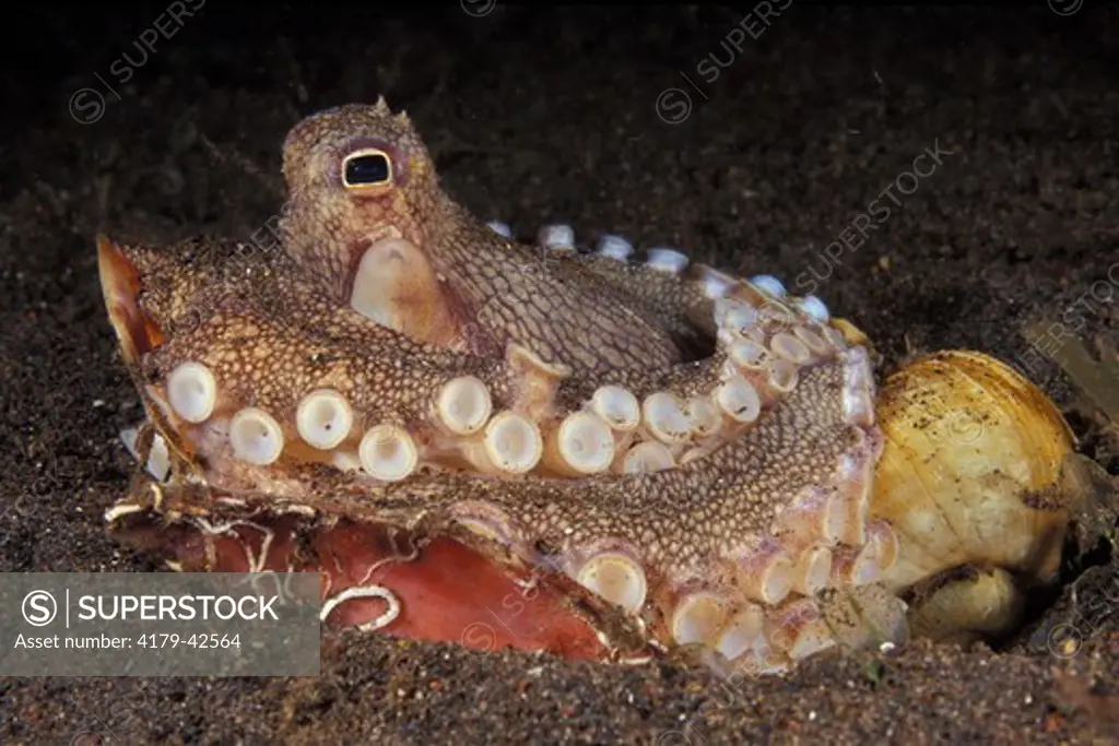 A Veined Octopus (Octopus marginatus) using snail shells for its home  Bali Indonesia.