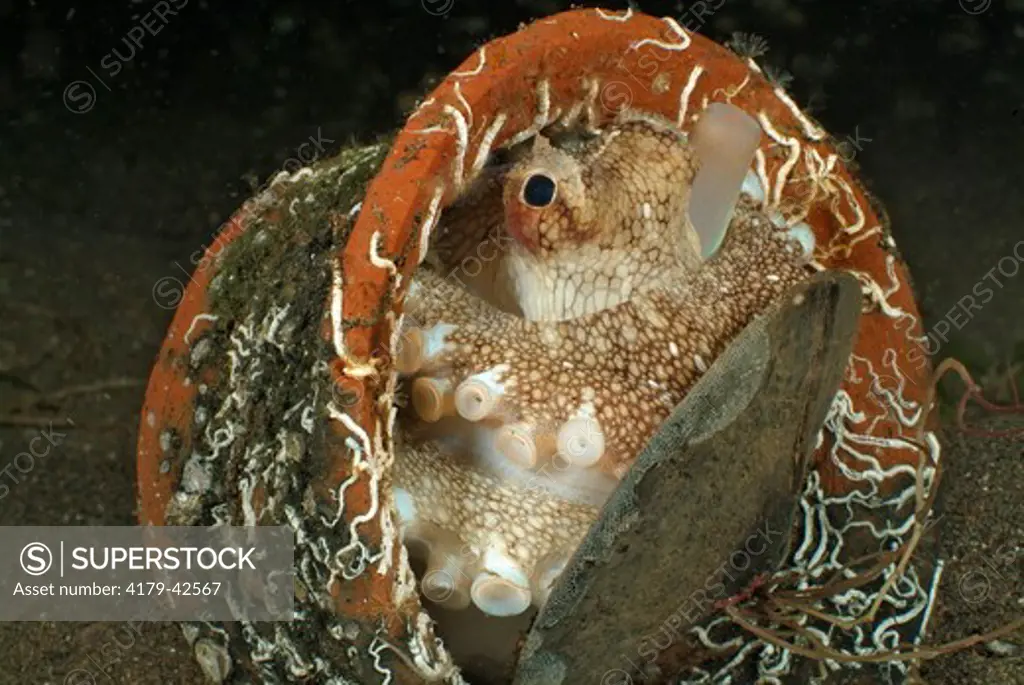 Veined Octopus (Octopus marginatus) using a Flower Pot for its Home, Bali, Indonesia