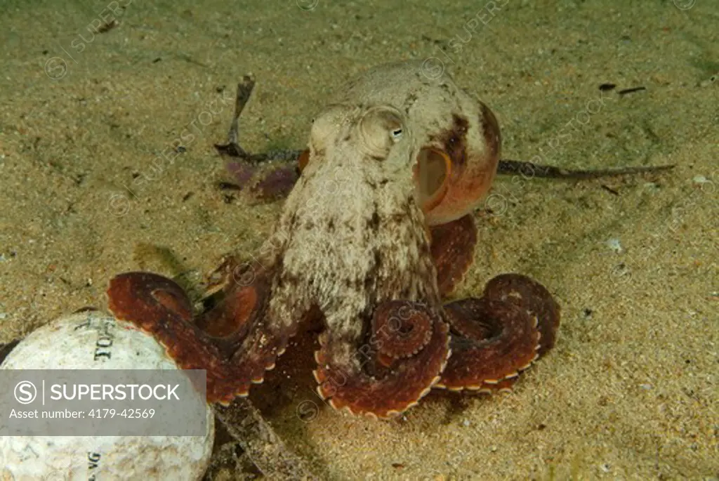 Southern Keeled Octopus (Octopus berrima) hunting around a Golf Ball,  Edithburgh, South Australia