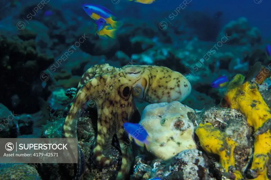 Indo-Pacific Day Octopus (Octopus cyanea) hunting and being harrased by Yellowbelly Damsel (Pomacentrus auriventris) which defend their Territory, Bali, Indonesia