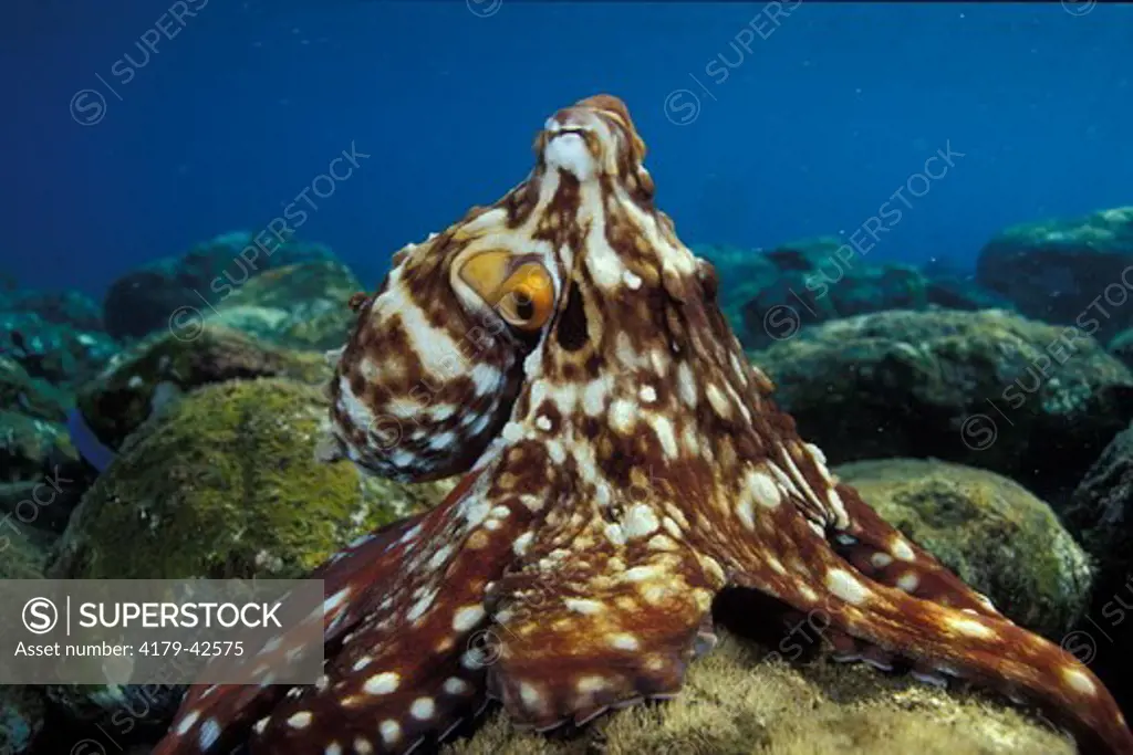 Indo-Pacific Day Octopus (Octopus cyanea) in alert, hunting, Bali, Indonesia