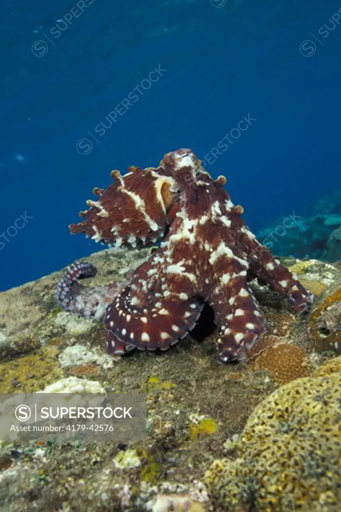 Male Indo-Pacific Day Octopus (Octopus cyanea) in alert, exibiting sexual coloration, Bali, Indonesia
