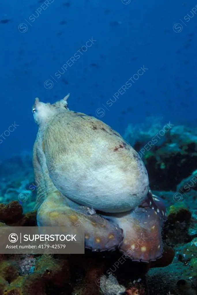 Indo-Pacific Day Octopus (Octopus cyanea) in alert, resting on a Rock after hunting and feeding, Bali, Indonesia