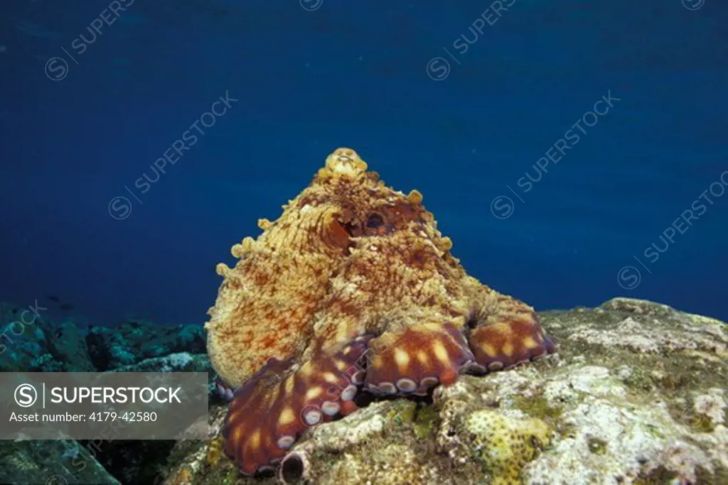 Indo-Pacific Day Octopus (Octopus cyanea) resting on a Rock after hunting and feeding, Bali, Indonesia