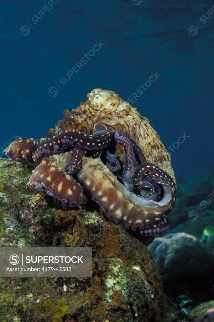 Indo-Pacific Day Octopus (Octopus cyanea) grooming on a Hard Coral (Order Scleractinia) after hunting and feeding, Bali, Indonesia