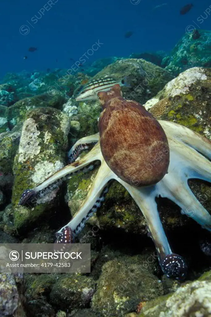 Indo-Pacific Day Octopus (Octopus cyanea) hunting with webbing spread and followed by Checkered Snapper (Lutjanus decussatus) Bali, Indonesia  Legende EN Opportunistic hunting association inter species. Webbing spread over to trap prey.