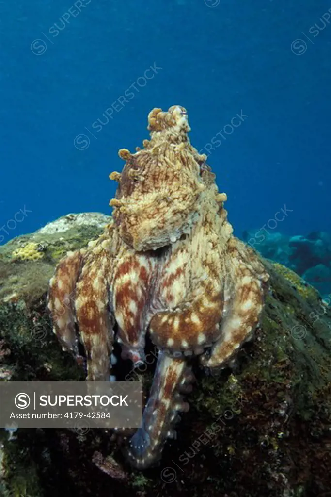 Indo-Pacific Day Octopus (Octopus cyanea) in alert resting on a rock after hunting and feeding, Bali, Indonesia