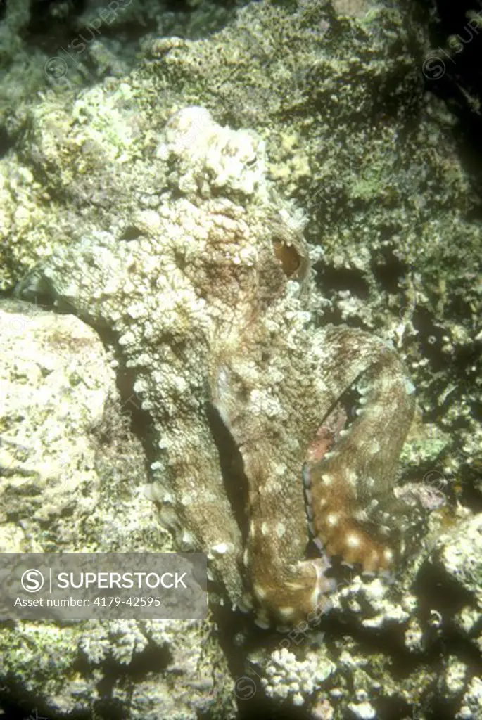 Octopus (O. macropus aka O. aegina), Red Sea