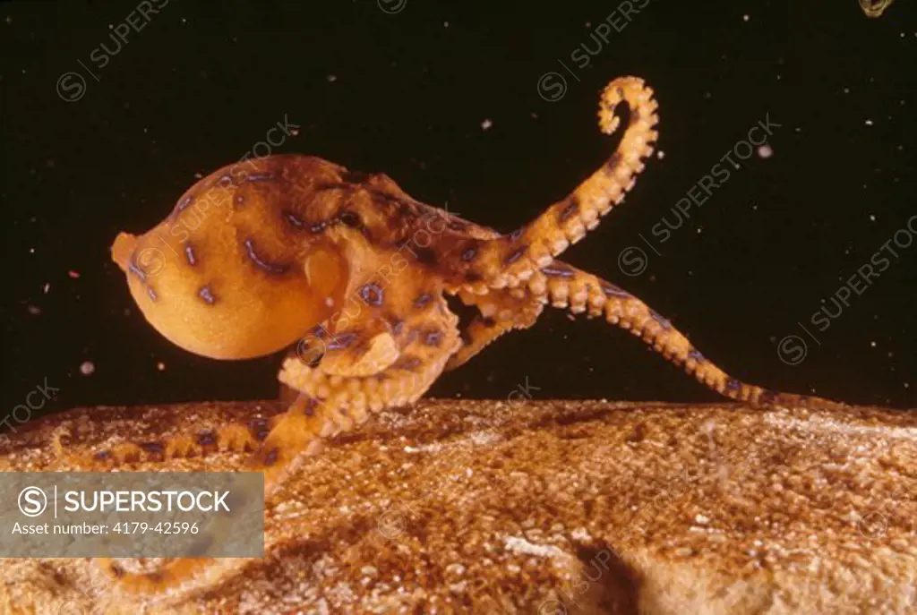 Blue-Ringed Octopus (hapalochlaena maculosa) *Venemous
