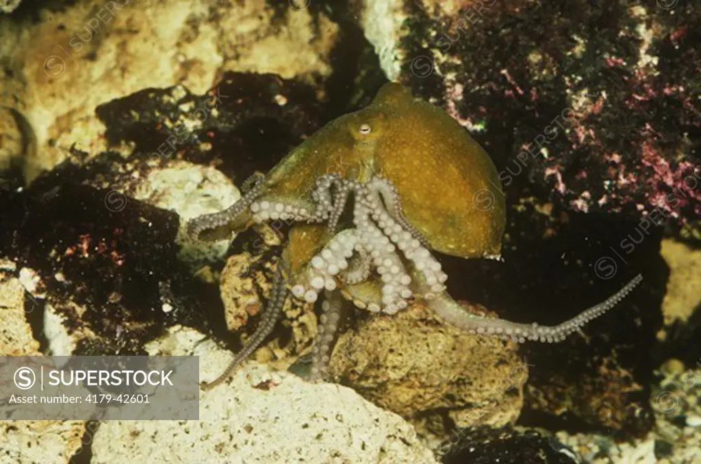 Two-Spotted Octopus (Octopus bimaculatus) CA