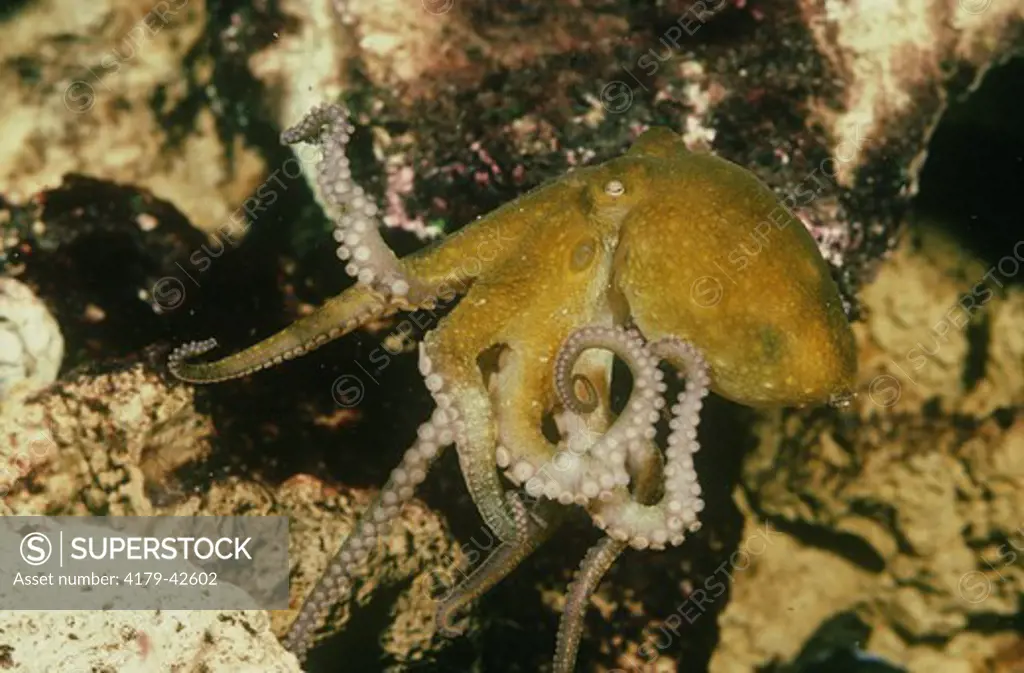 Two-spotted Octopus (Octopus bimaculatus) California