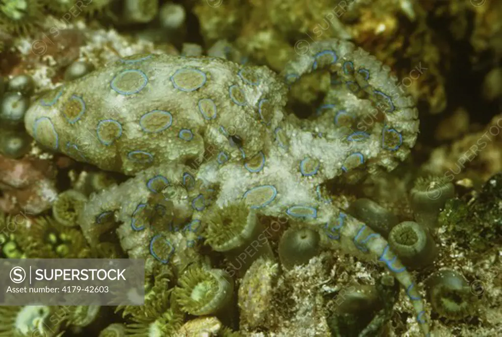 Blue Ringed Octopus (Hapalochlaena maculosa) Tropical Indo-Pacific