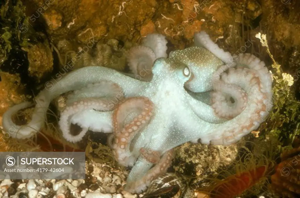 Octopus (Octopus briareus) Florida