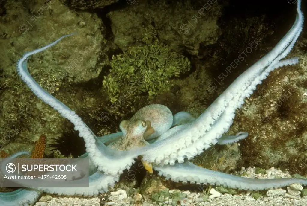 Octopus (Octopus briareus)