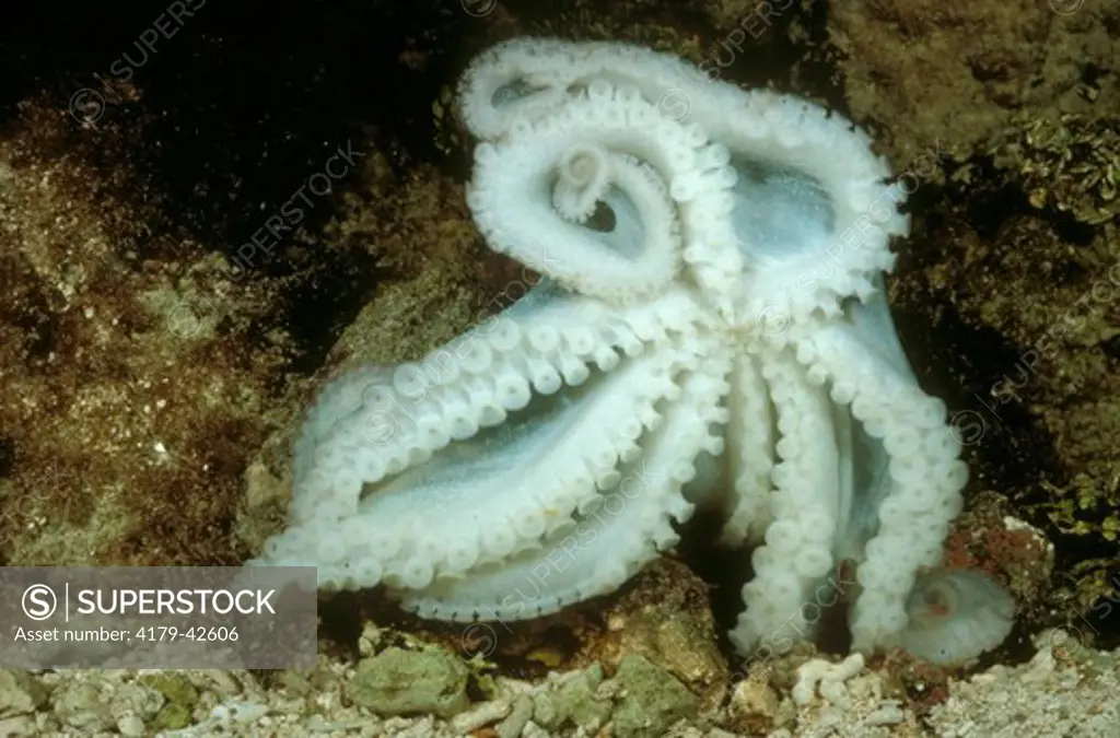 Florida or Briar Octopus (Octopus briareues) Sucker Discs, Florida & W Indies