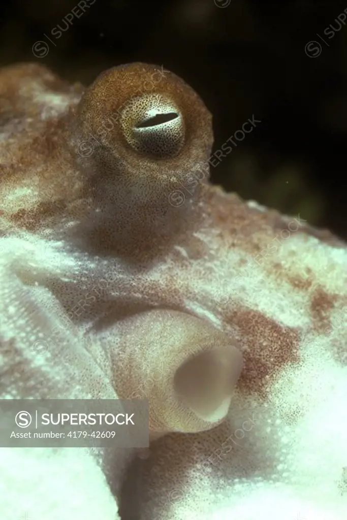 Octopus Eye (Octopus briareues)