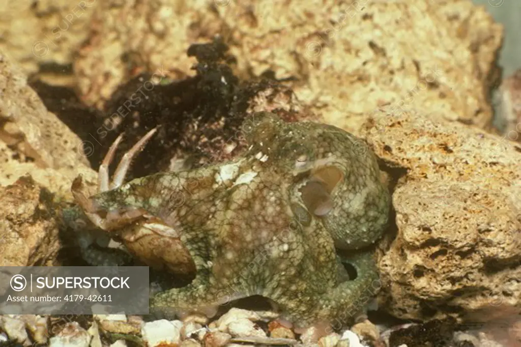 Two Spotted Octopus eating Crab (Octopus bimaculatus) CA