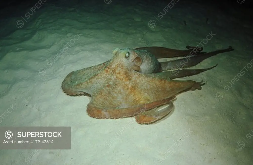 Caribbean Reef Octopus (Octopus briareus), San Salvador, Bahamas