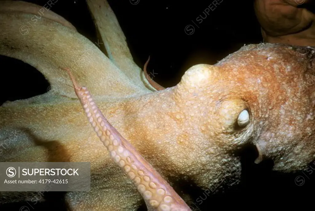 Caribbean Reef Octopus (Octopus briareus), San Salvador, Bahamas