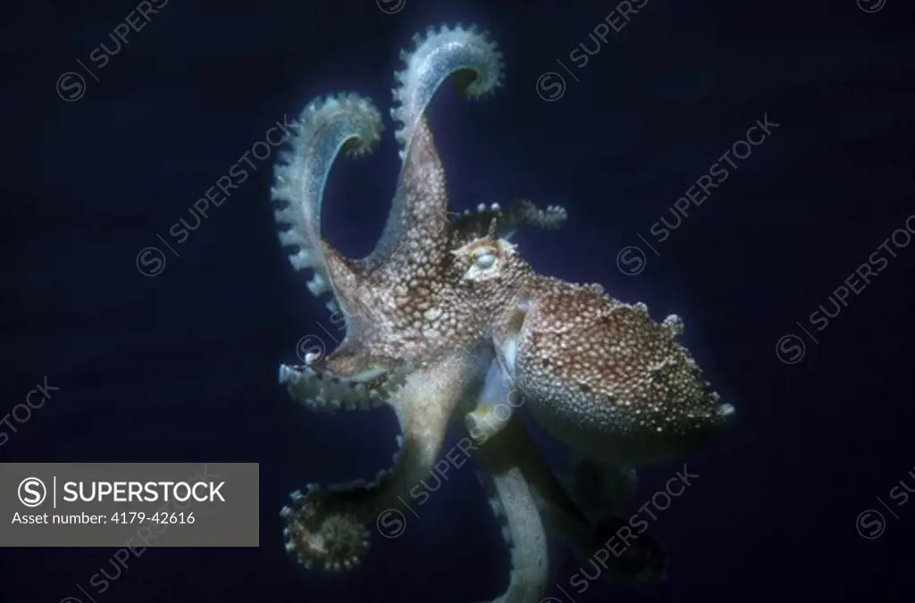 Common Octopus (Octopus vulgaris) Bahamas