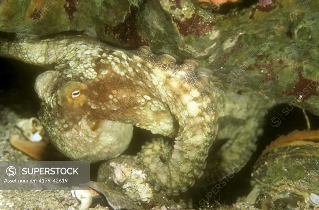 Two-Spotted Octopus  (Octopus bimaculatus) Coronado Islands, Mexico