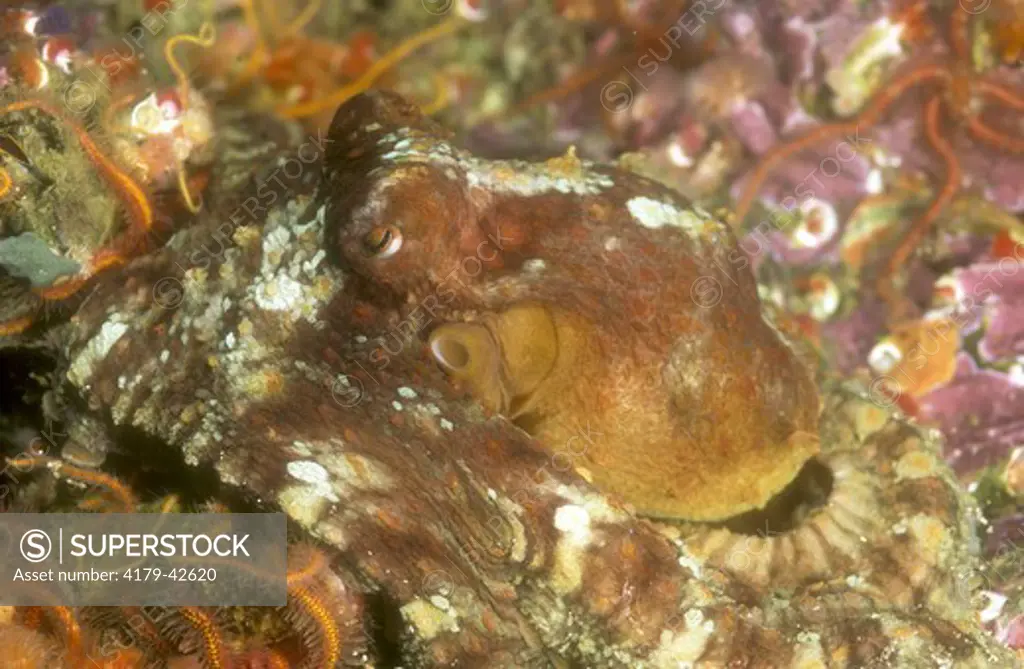 Two-spot Octopus (Octopus bimaculatus) Coronado Islands Mexico