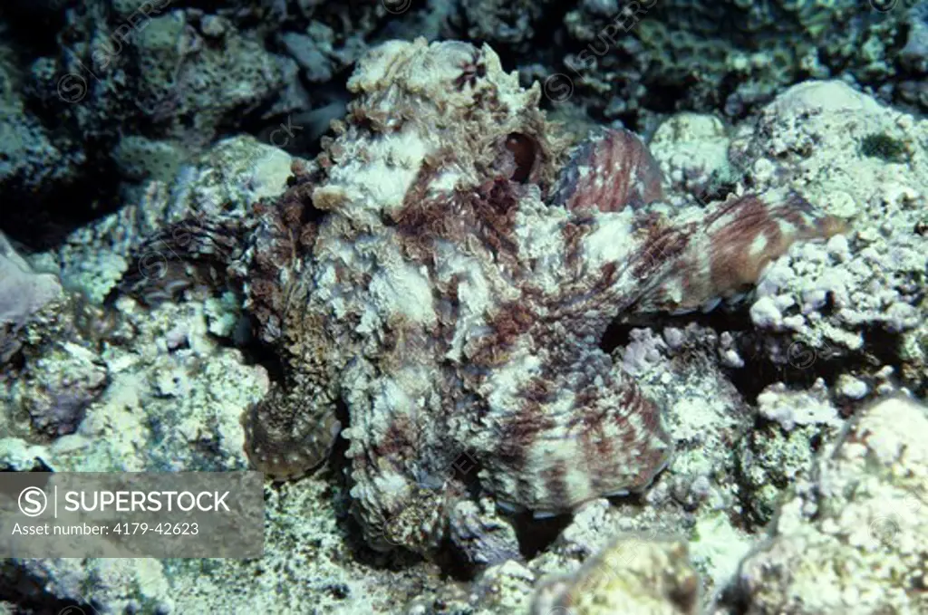 Octopus(Octopus vulgaris)Coral Sea/Australia